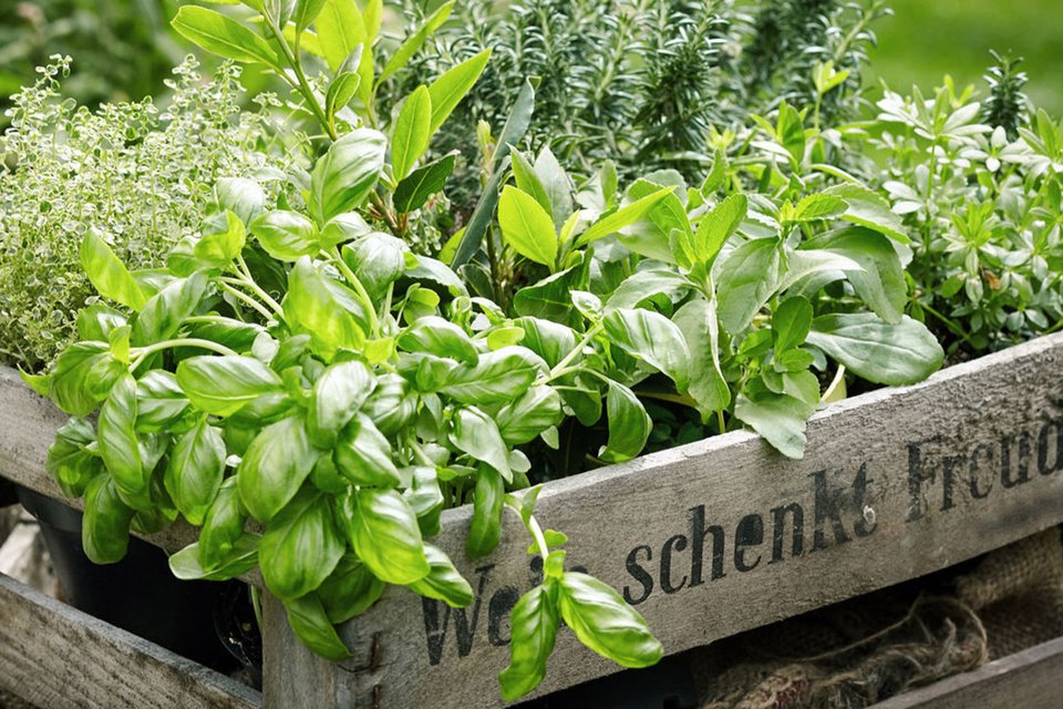 最低限の手間でハーブを育てるコツとおすすめ4種 ライフハッカー 日本版