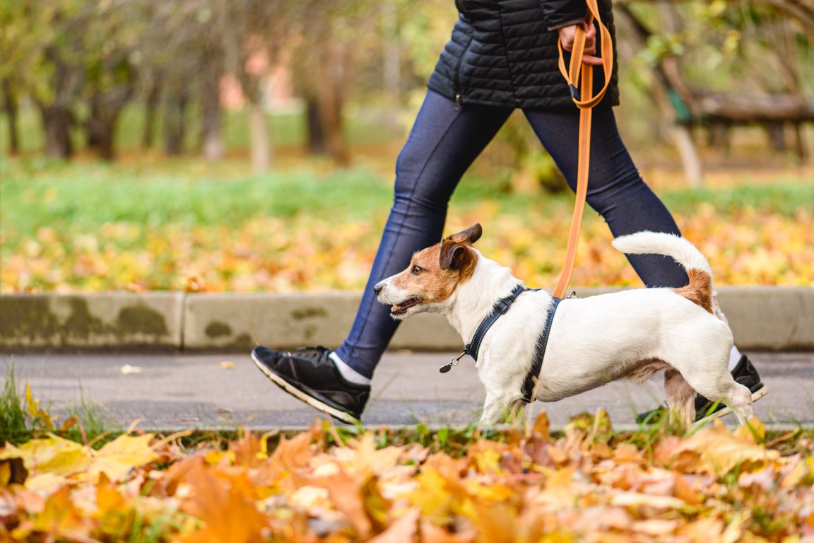 犬に向かって吠えてはいけない理由 ライフハッカー 日本版